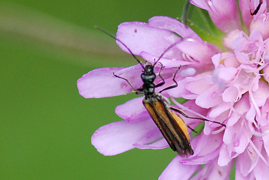 Oedemera femorata?No, O. pthysica